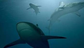 Tubarões sob efeito de cocaína se comportam de forma assustadora  (Pexels - Flickr)